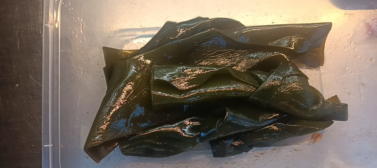 海带50g